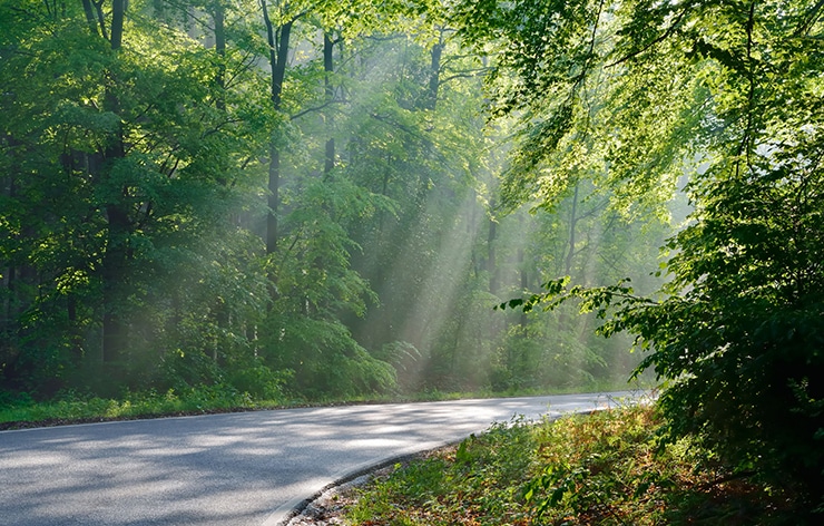 forrest_rain_small